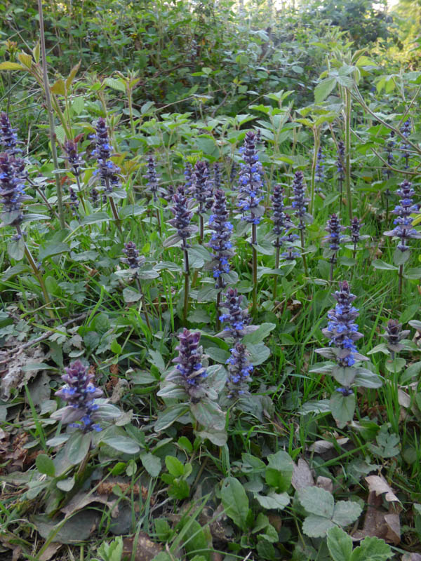 Ajuga pyramidalis